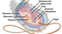 Inilah Struktur Tubuh Bakteri dan Berbagai Fungsinya