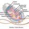 Inilah Struktur Tubuh Bakteri dan Berbagai Fungsinya