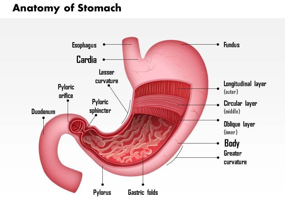 Anatomi Lambung
